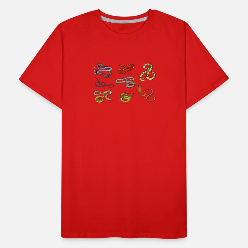 Educational Species And Kinds Of Snakes